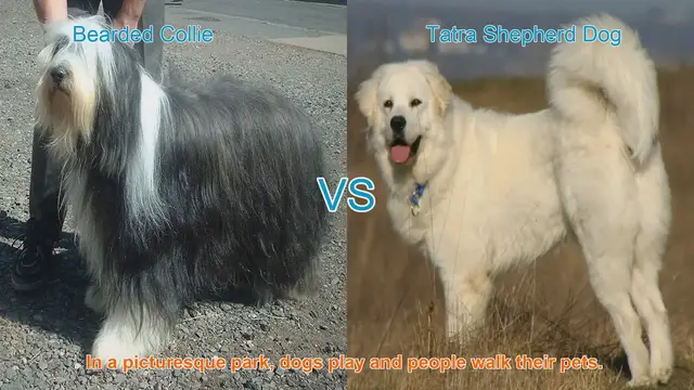 Video thumbnail for Bearded Collie vs. Tatra Shepherd Dog: A Breed Comparison