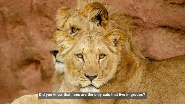 Video thumbnail for 10 Surprising Lion Facts: Beyond the Roar