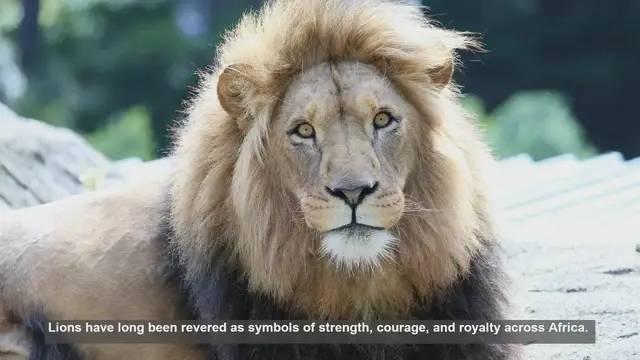 Video thumbnail for 10 Cultural Representations of Lions in Africa