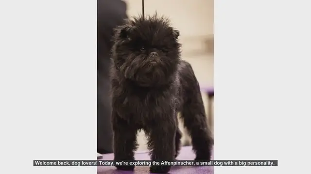 Video thumbnail for Top 10 Fascinating Facts About Affenpinschers