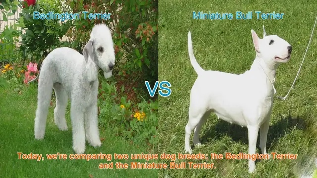 Video thumbnail for Bedlington Terrier vs. Miniature Bull Terrier: A Comparison