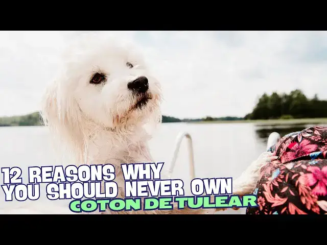 Video thumbnail for 12 Reasons Why You Should Never Own a Coton de Tulear 🚫