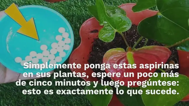 Video thumbnail for Anthurium, cómo cuidarlo y cultivarlo en casa: solo así vivirá mucho tiempo