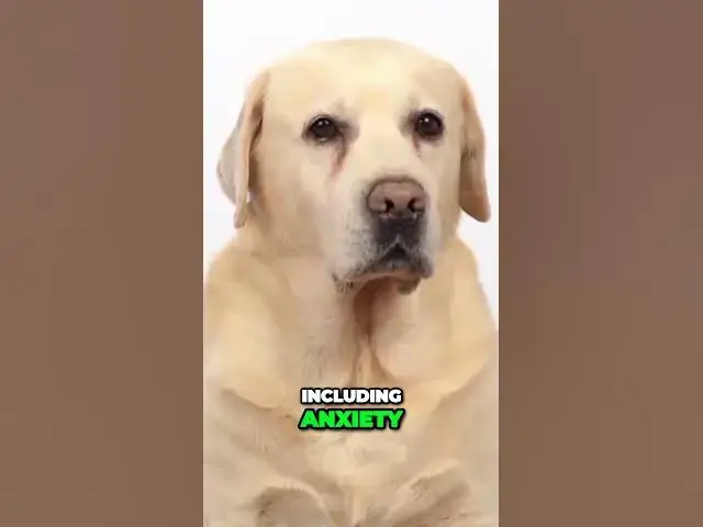 'Video thumbnail for Unleashing the Truth: Dogs Share Human-like Emotions when You Leave'
