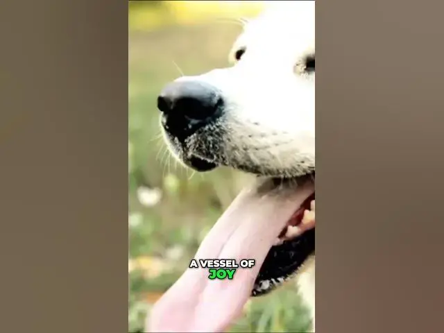 'Video thumbnail for The Unconditional Love and Joy of America's Most Popular Dog Breed'
