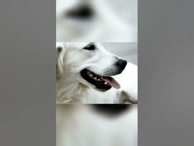 'Video thumbnail for Max the Lab: Spreader of Joy and Happiness'