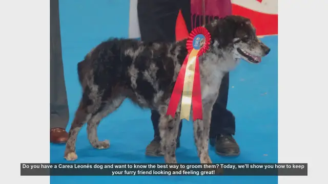 Video thumbnail for How to Groom Your Carea Leonés: Essential Tips for a Happy Dog