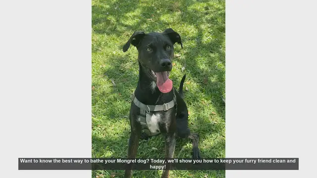 Video thumbnail for How to Bathe Your Mongrel Dog: Step-by-Step Guide