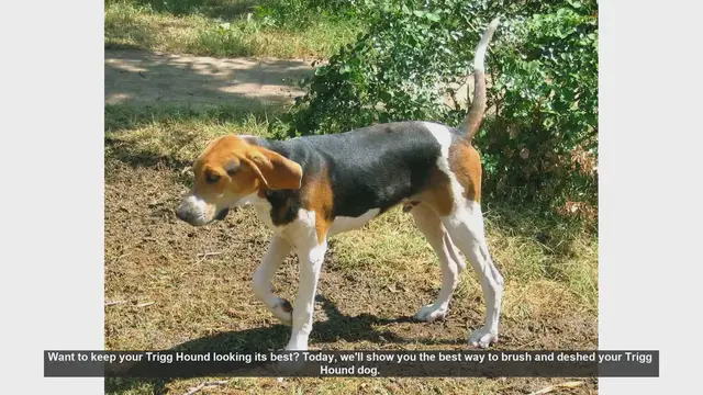 Video thumbnail for How to Brush and Deshed Your Trigg Hound: A Step-by-Step Guide