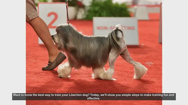 Video thumbnail for Effective Training Tips for Your Löwchen Dog
