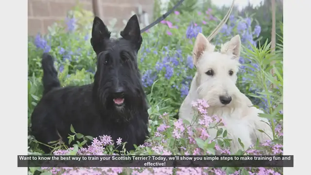 Video thumbnail for Effective Training Tips for Your Scottish Terrier