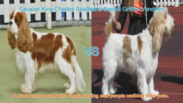 Video thumbnail for Comparing Cavalier King Charles Spaniel and Grand Basset Griffon Vendéen