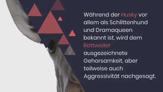 Video thumbnail for Der Rottweiler Husky Mix im Rassen-Porträt (Mit Bildern)