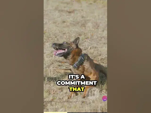 Video thumbnail for The World of Paws German Shepherds