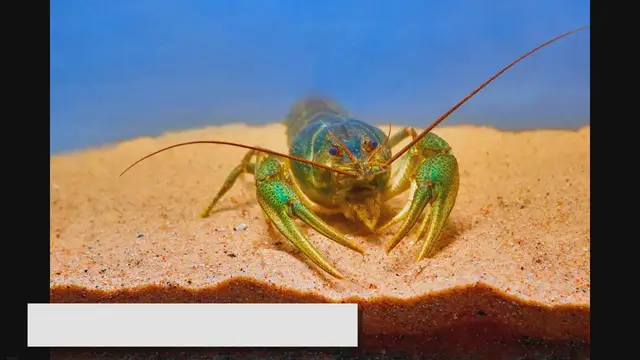 Video thumbnail for Freshwater Shrimp Care in Aquariums: A Comprehensive Guide