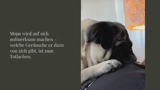 Video thumbnail for Mops will auf sich aufmerksam machen – welche Geräusche er dazu von sich gibt, ist zum Totlachen