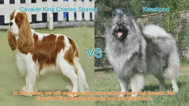 Video thumbnail for Cavalier King Charles Spaniel vs. Keeshond: A Comparison of Beloved Long-Hair Dog Breeds