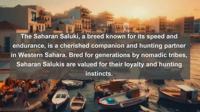 Video thumbnail for Western Sahara's Top 10 Beloved Pets: Discover the Animal Companions of the Desert Landscape