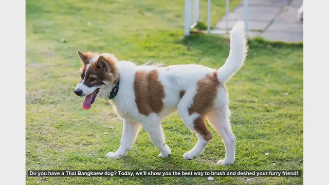 Video thumbnail for How to Brush and Deshed Your Thai Bangkaew Dog: A Step-by-Step Guide