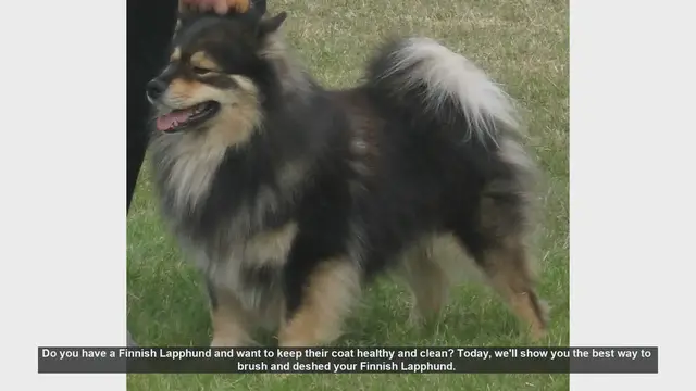 Video thumbnail for How to Brush and Deshed Your Finnish Lapphund: Essential Grooming Tips