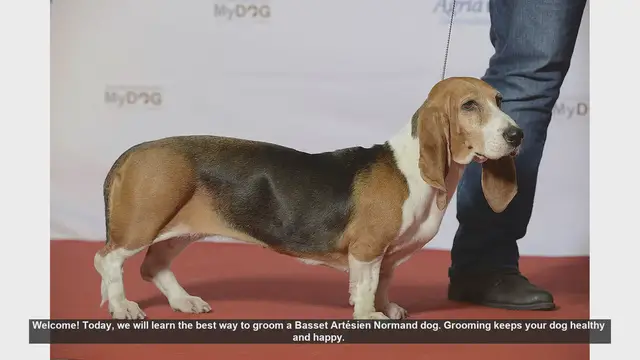 Video thumbnail for How to Groom Your Basset Artésien Normand: A Step-by-Step Guide