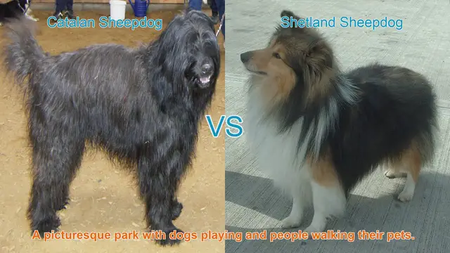 Video thumbnail for Catalan Sheepdog vs. Shetland Sheepdog: A Breed Comparison