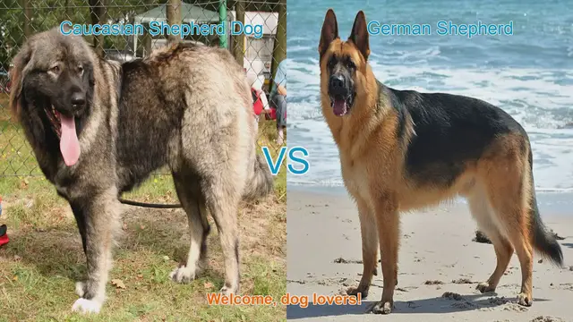 Video thumbnail for Caucasian Shepherd Dog vs. German Shepherd: A Comparison of Two Remarkable Breeds