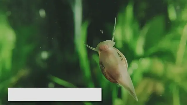 Video thumbnail for Snail Care in Aquariums: Tips for Keeping Healthy Snails