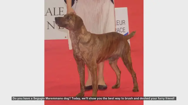 Video thumbnail for How to Brush and Deshed Your Segugio Maremmano Dog