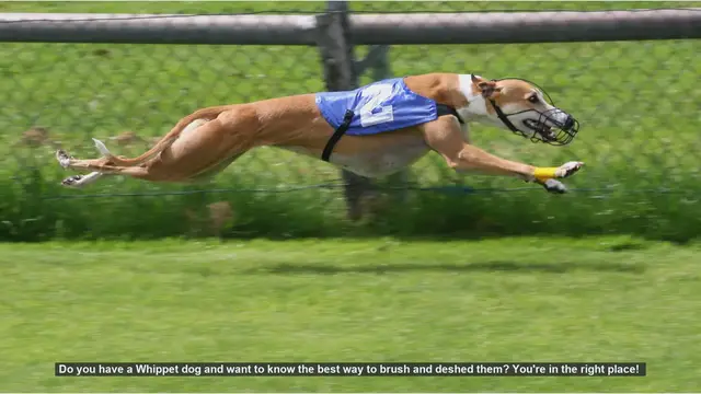Video thumbnail for How to Brush and Deshed Your Whippet: A Complete Guide