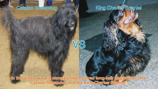 Video thumbnail for Catalan Sheepdog vs. King Charles Spaniel: A Comprehensive Comparison