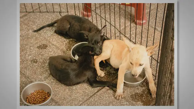 Video thumbnail for The Cost of a New Boxer Puppy: What to Expect