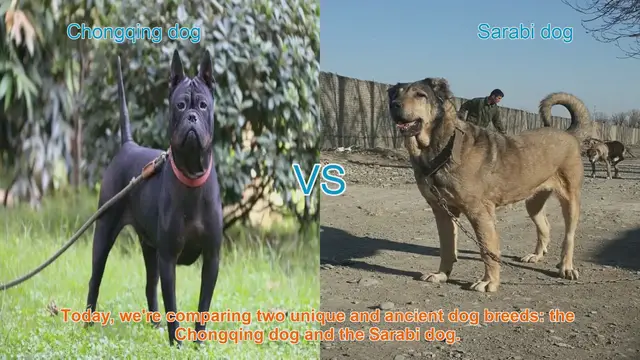 Video thumbnail for Chongqing Dog vs. Sarabi Dog: A Comparison of Ancient Breeds