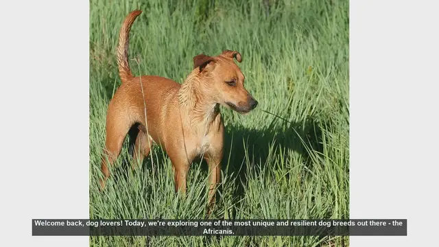 Video thumbnail for Discover the Resilient and Loyal Africanis Dog Breed