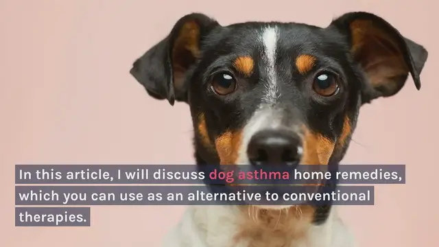 'Video thumbnail for Dog Asthma Home Remedies'