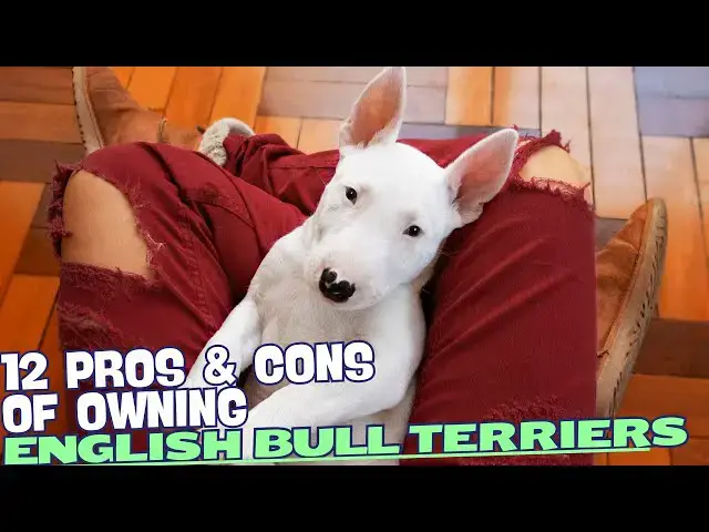 Video thumbnail for 12 Pros & Cons of Owning an English Bull Terrier 🐾
