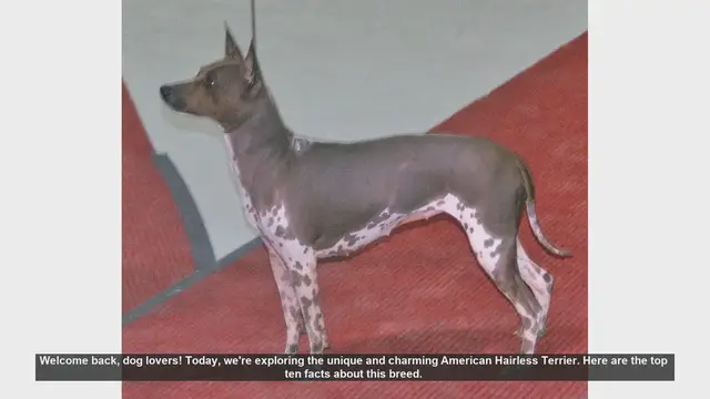 Video thumbnail for Top 10 Facts About the American Hairless Terrier