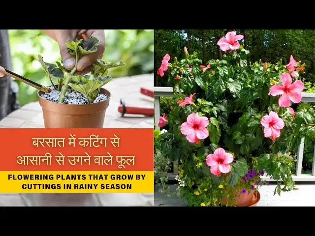 'Video thumbnail for बरसात में कटिंग से आसानी से उगने वाले फूल | Flowering Plants That Grow By Cuttings In Rainy Season'