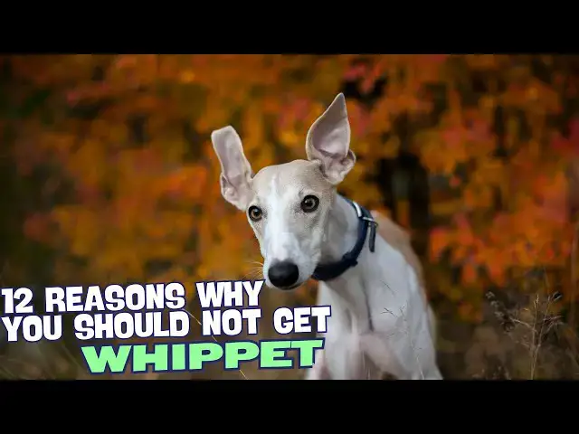Video thumbnail for 12 Reasons Why You Should Not Own a Whippet 🐶