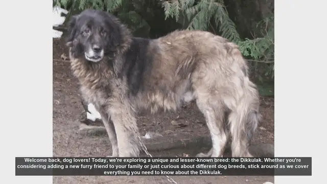 Video thumbnail for Discovering the Dikkulak: A Unique and Loyal Dog Breed
