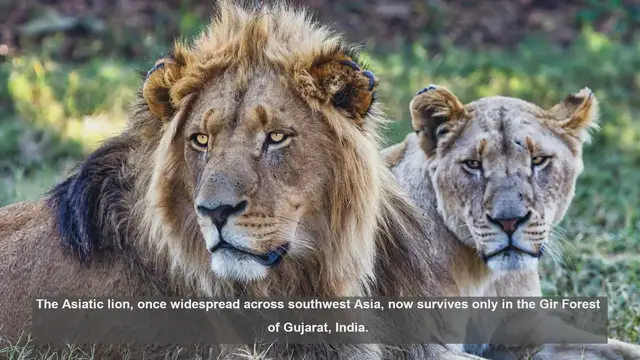Video thumbnail for 10 Key Features of Successful Asiatic Lion Conservation