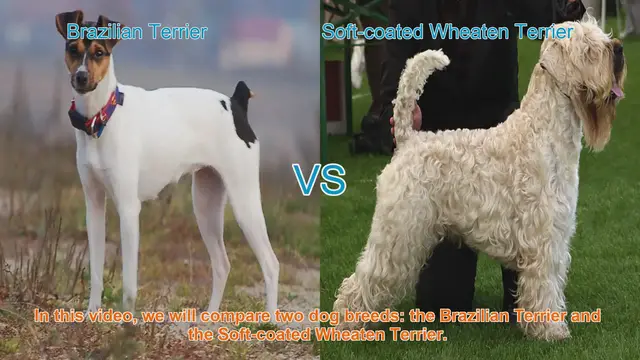 Video thumbnail for Brazilian Terrier vs. Soft-coated Wheaten Terrier: A Comprehensive Comparison