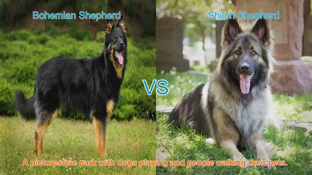 Video thumbnail for Bohemian Shepherd vs. Shiloh Shepherd: A Comparative Guide