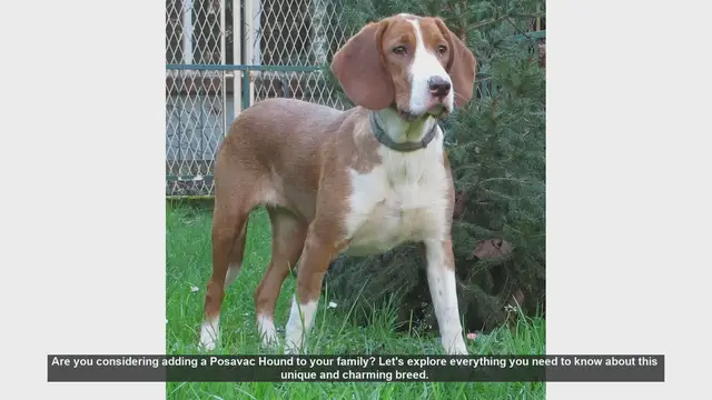 Video thumbnail for Posavac Hound: The Ultimate Guide to This Charming Breed