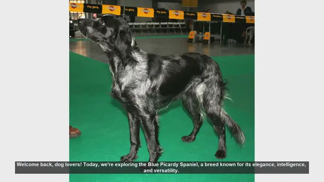 Video thumbnail for Blue Picardy Spaniel: Pros and Cons of This Elegant Breed