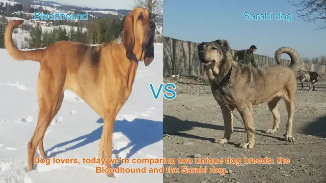 Video thumbnail for Bloodhound vs. Sarabi Dog: A Comparison of Unique Breeds