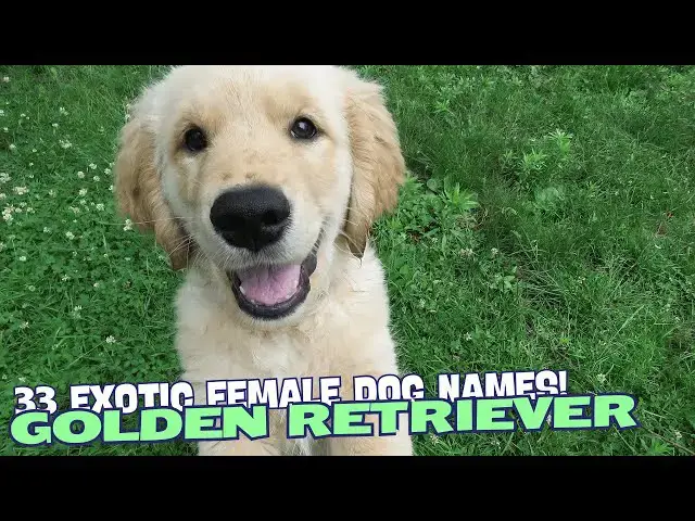 Video thumbnail for 33 Exotic Golden Retriever Names for Female Pups🌏✨