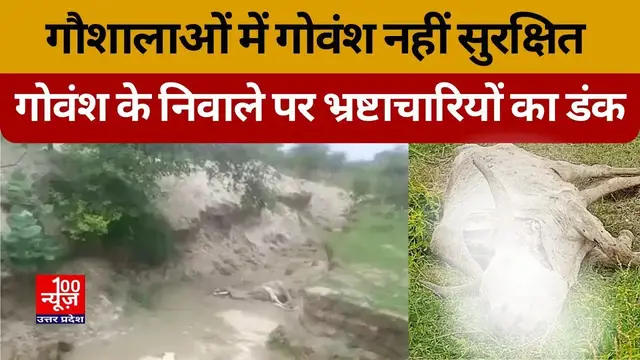 Video thumbnail for गौशालाओं में गोवंश नहीं सुरक्षित गोवंश के निबाले पर भ्रष्टाचारियों का डंक । @100Newsup