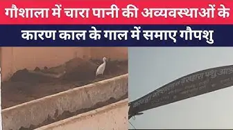 Video thumbnail for गौशाला में चारा पानी की अव्यवस्थाओं के कारण काल के गाल में समाए गौपशु । @100Newsup । #hindinews