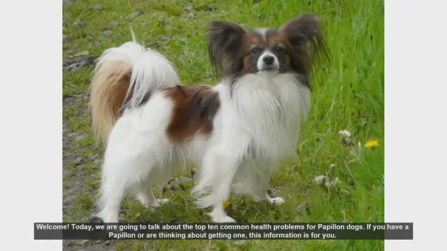 Video thumbnail for Top 10 Common Health Problems in Papillon Dogs